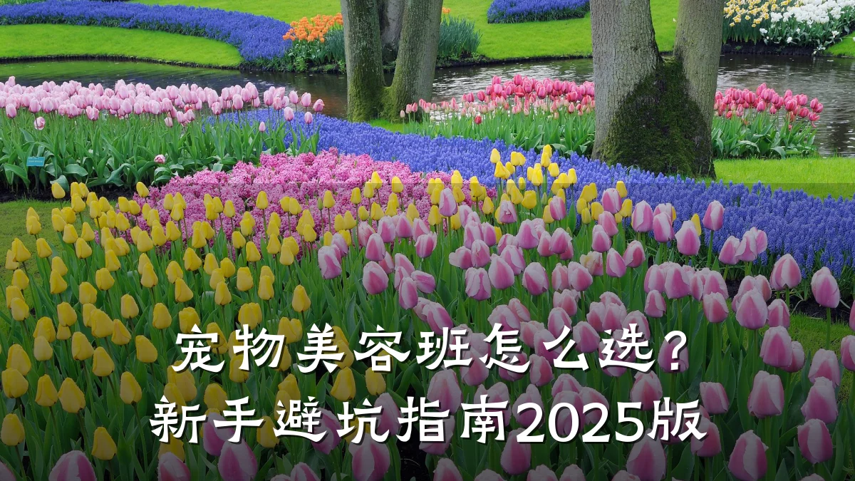 宠物美容班怎么选?新手避坑指南2025版
