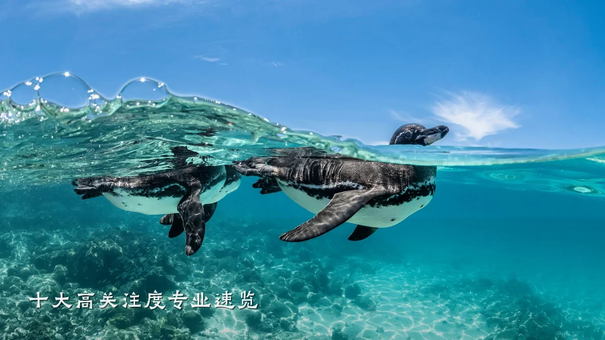 十大高关注度专业速览