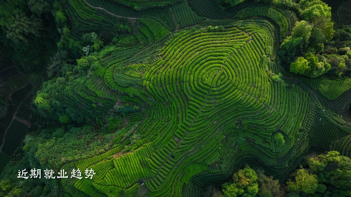 近期就业趋势