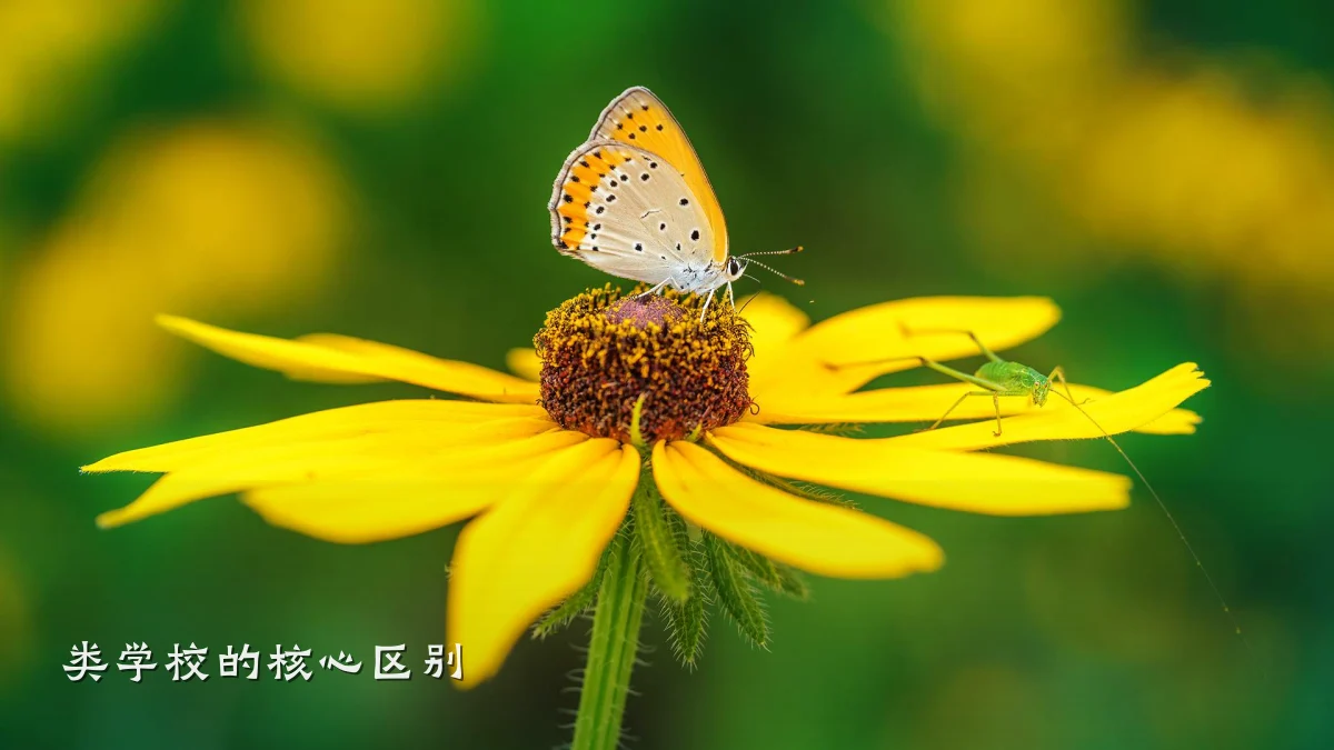 类学校的核心区别