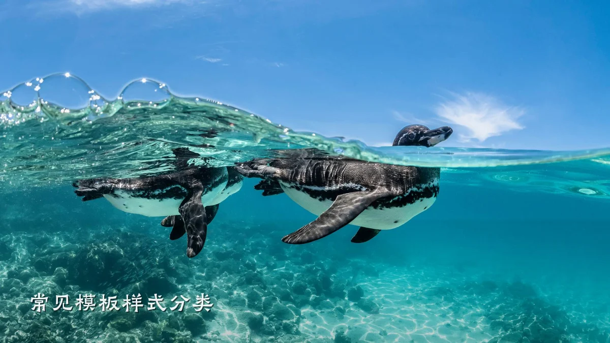 常见模板样式分类