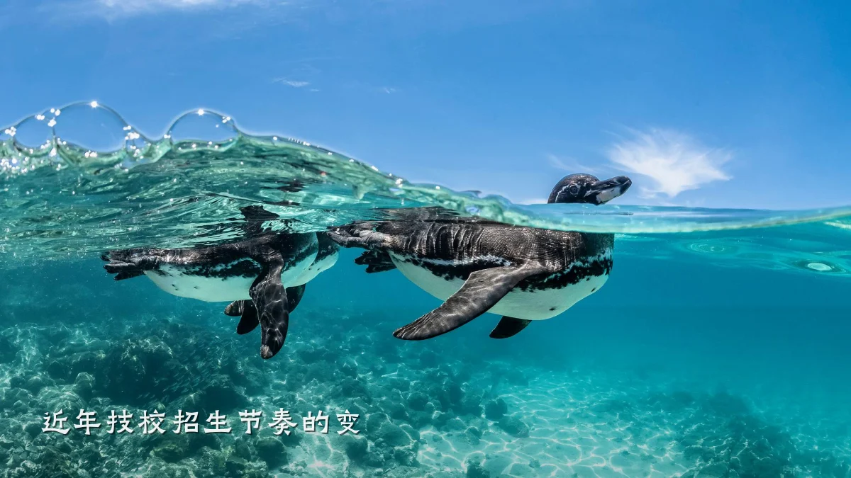 近年技校招生节奏的变