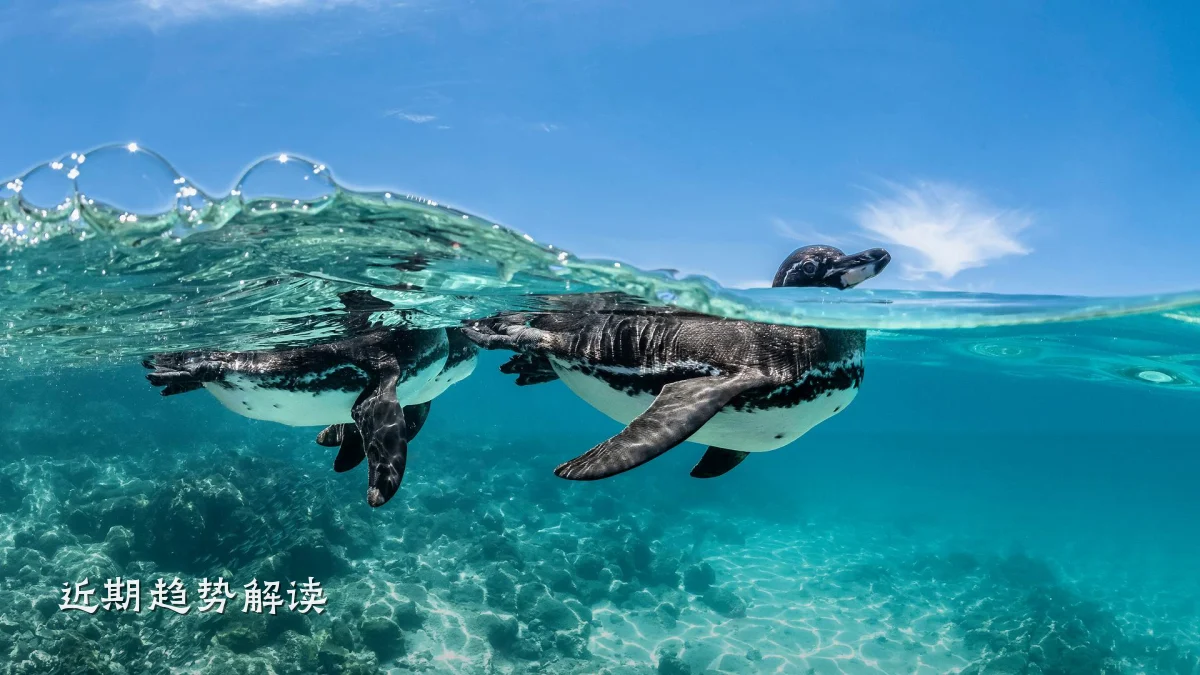 近期趋势解读