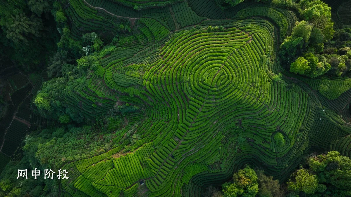 网申阶段