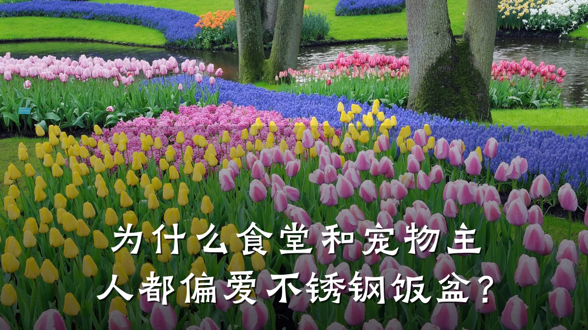 为什么食堂和宠物主人都偏爱不锈钢饭盆?