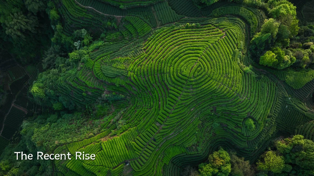 The Recent Rise